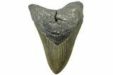 Serrated, Fossil Megalodon Tooth - North Carolina #311701-1